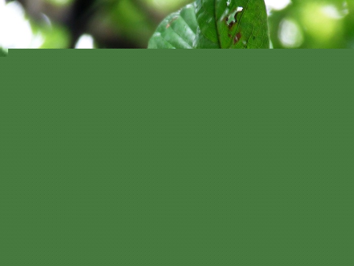 Randia spinosa